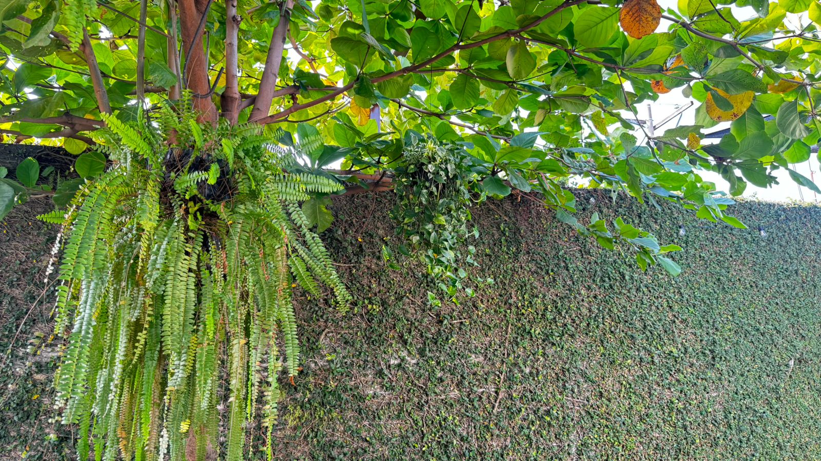 Casa Jardín foto 29